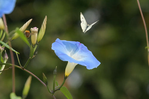 Parisian butterfly